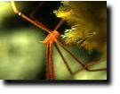 ムギワラエビＡ：28KB