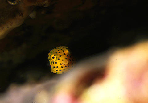 「ミナミハコフグ幼魚」