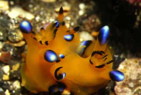 「ウデフリツノザヤウミウシ×２」