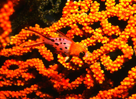 「ヒオドシベラ幼魚」