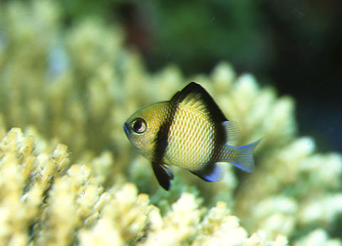 「フタスジリュウキュウスズメダイ幼魚」